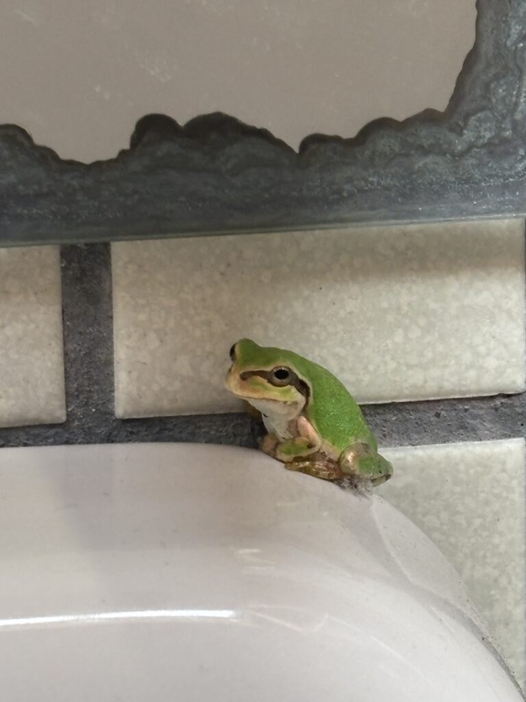酪農王国オラッチェないのお手洗いにいた緑のカエル