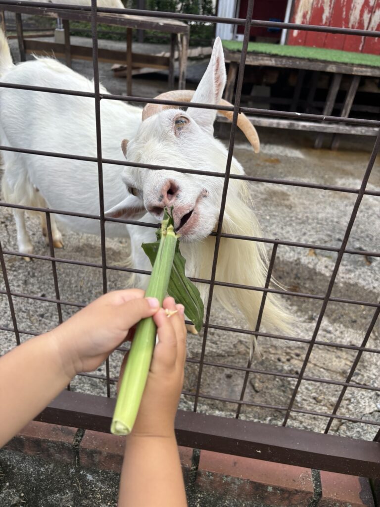 酪農王国オラッチェにて餌やり体験をする子どもの手
